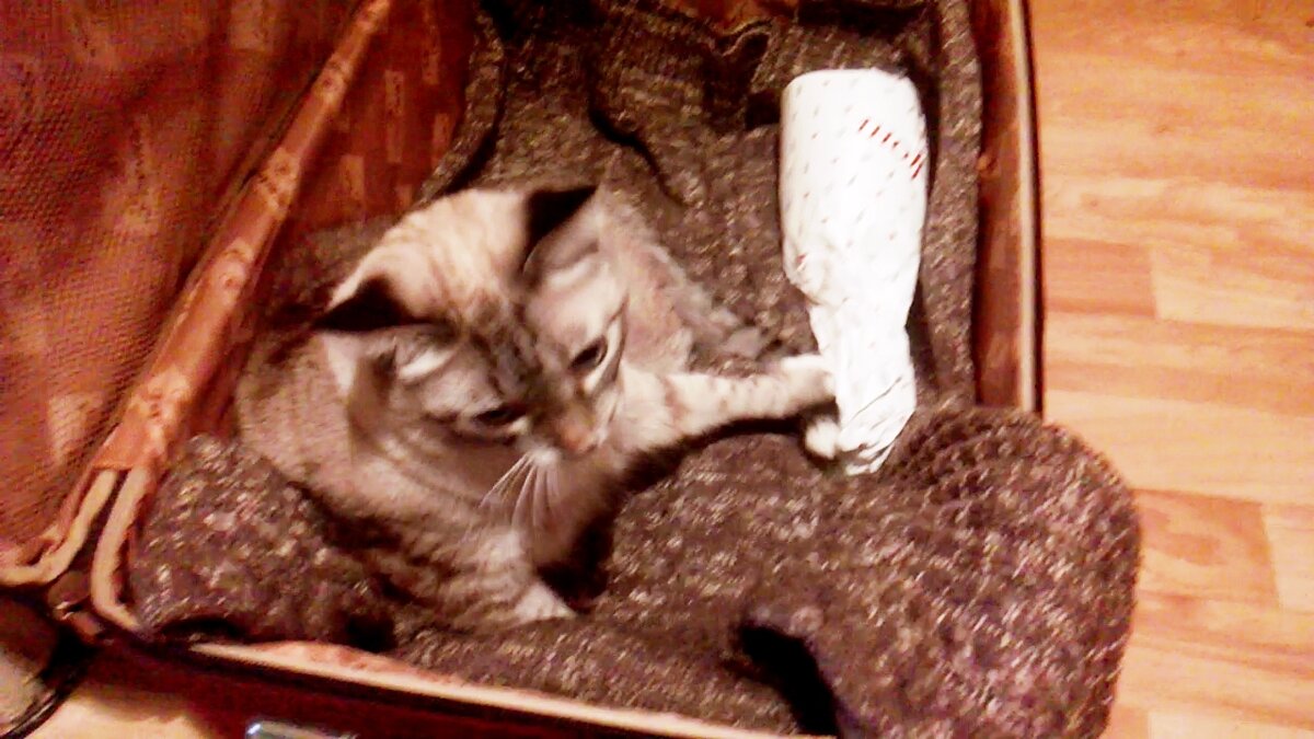 Это, что? Ты привез нам только свитер и бутылку вина? Где всё?