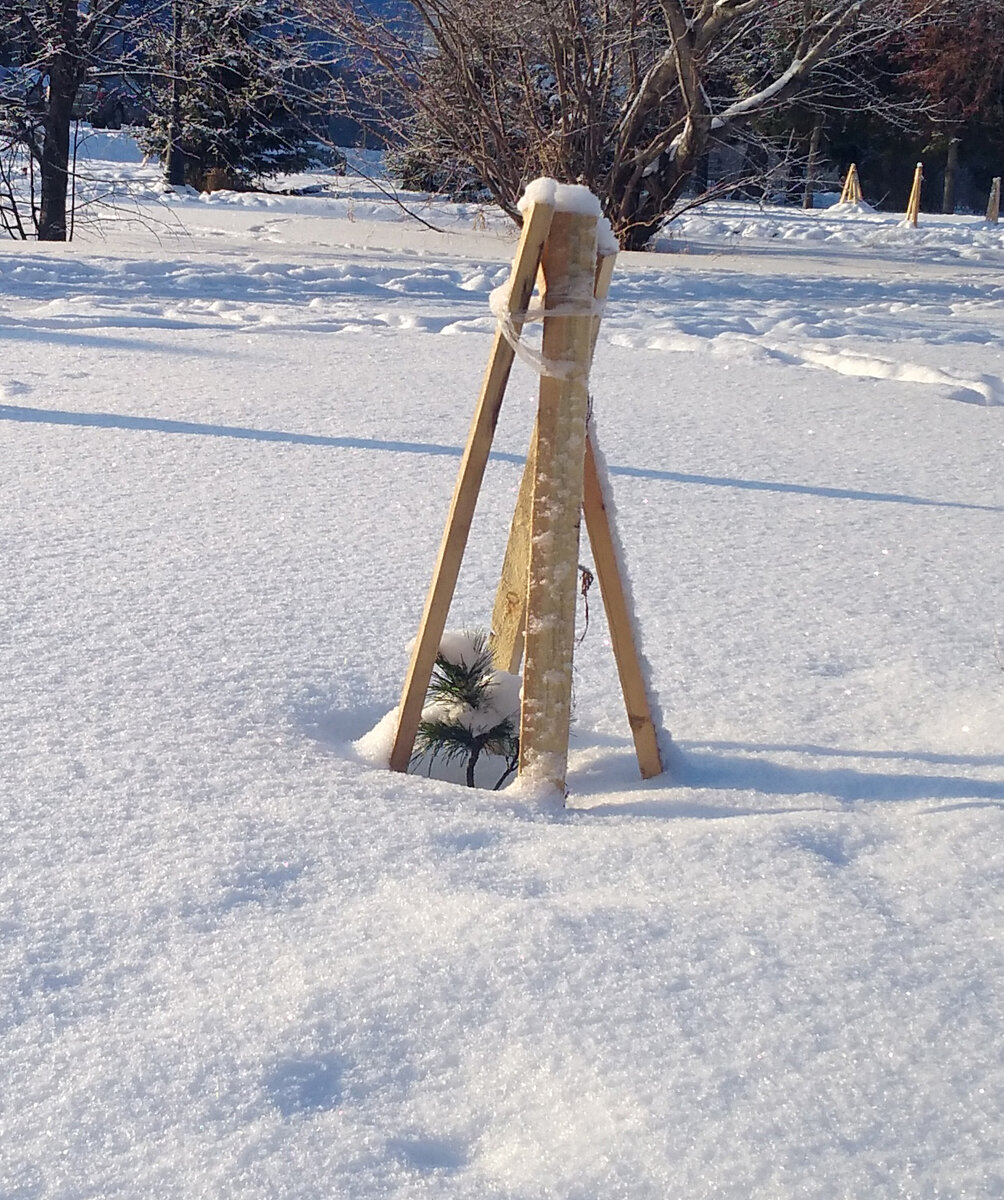 Домик для кедра (фотография автора сказки)