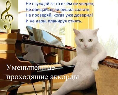 картинка кота