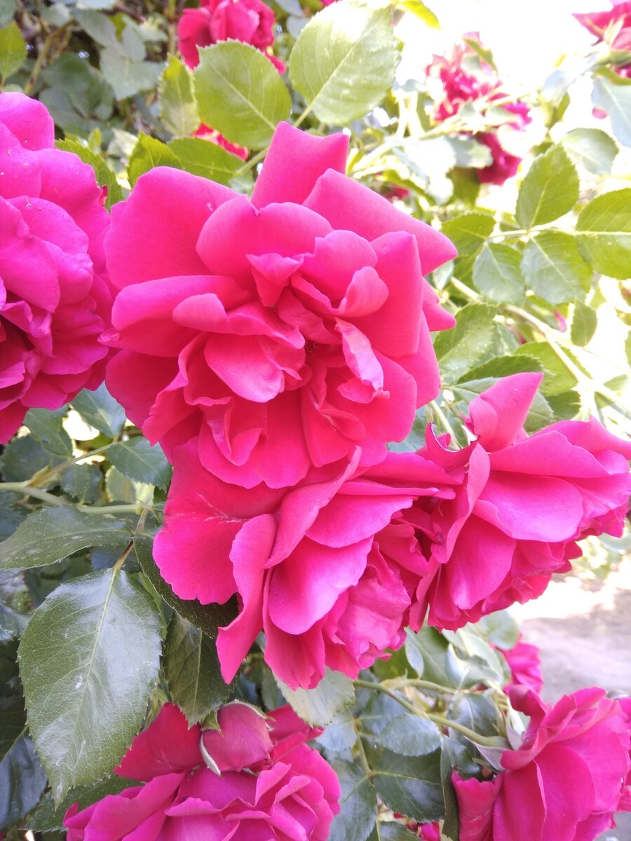 Прекрасная роза в нашем питомнике сразу привлекает внимание гостей