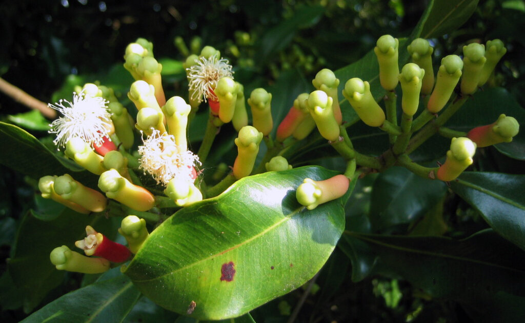 Ещё не высушенная гвоздика