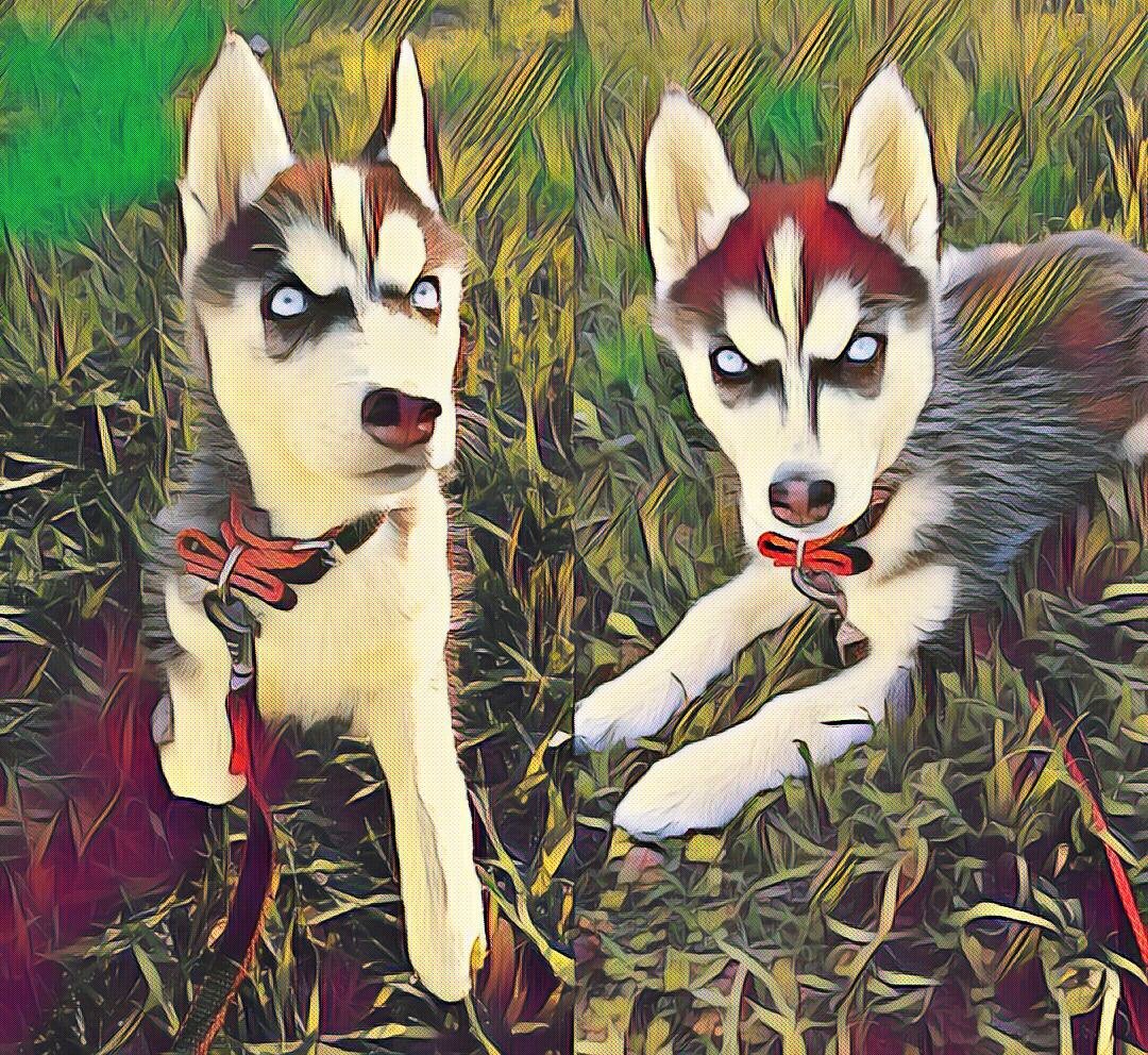 Грэм и Рей в щенячестве