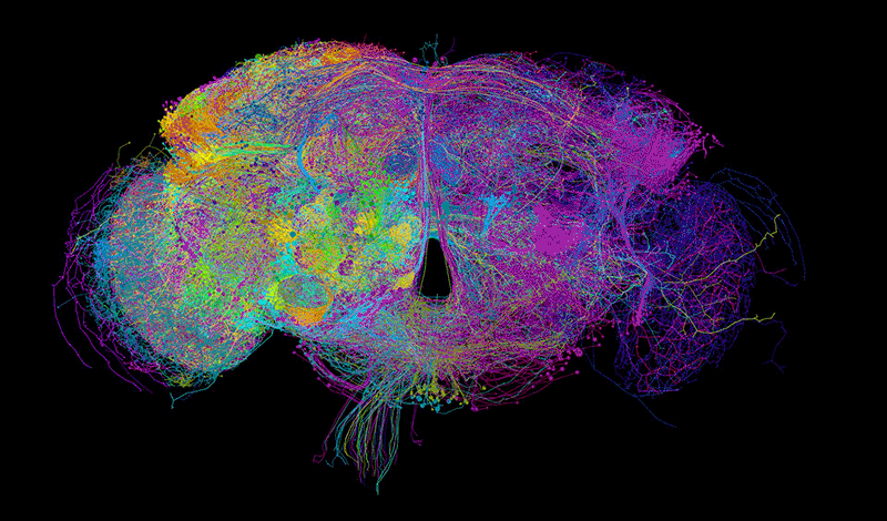 Анимация: Philipp Schlegel, Drosophila Connectomics Group, Cambridge