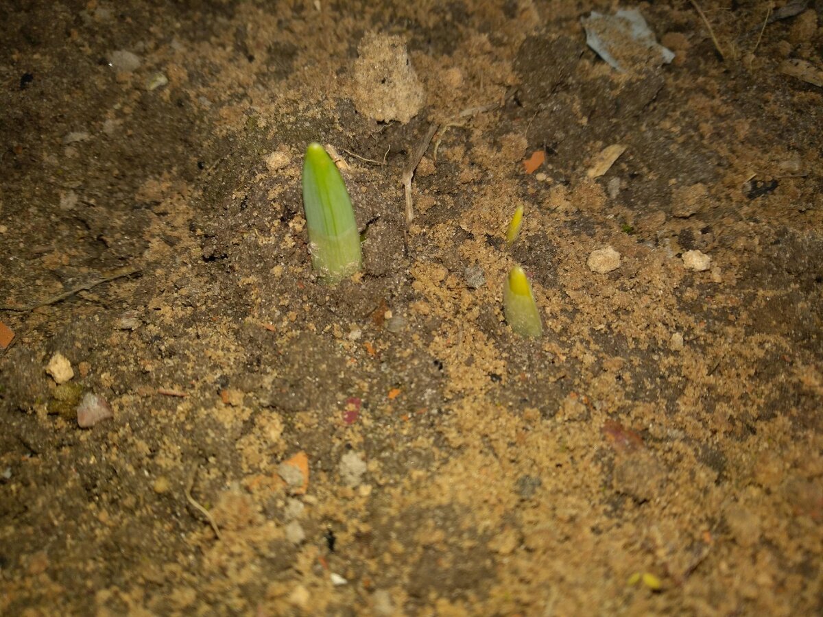Тюльпаны проклюнулись в январе