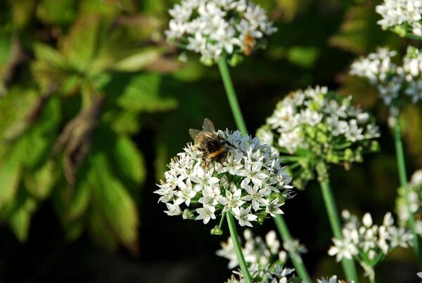 Лук душистый (китайский чеснок, джусай)