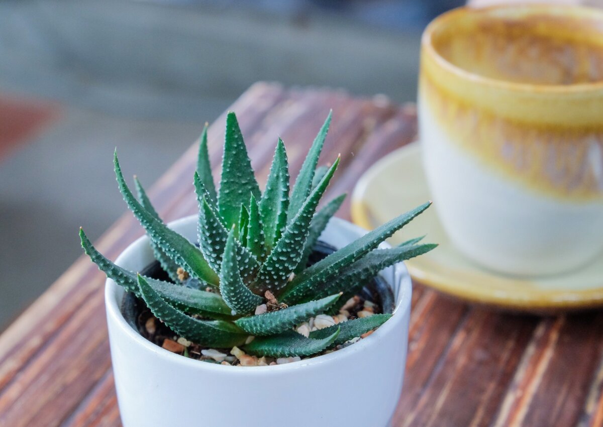 Фотография 1. Алоэ как оберег от несчастных случаев