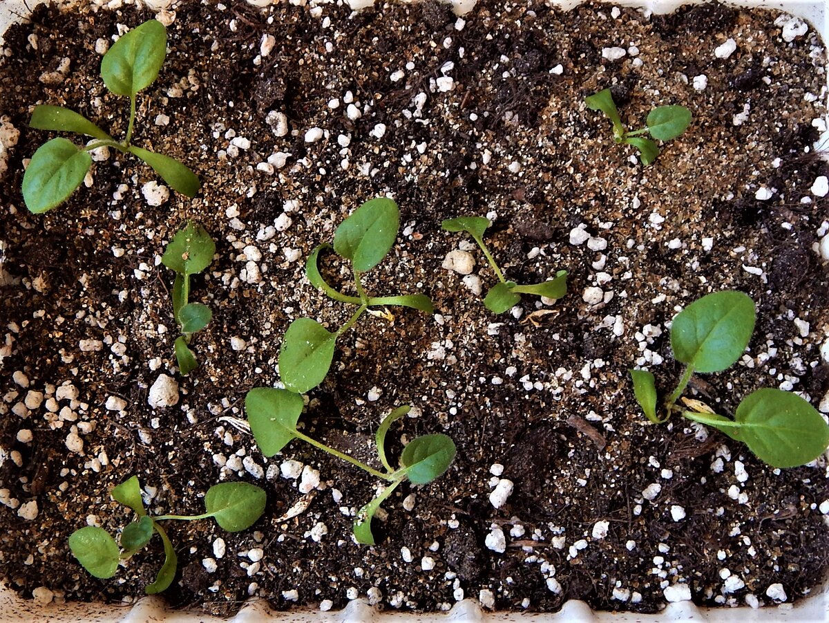 герберы джемсона из семян. всходы герберов. ростки бархатцев. гербера всходы из семян. герберы джемсона из семян.