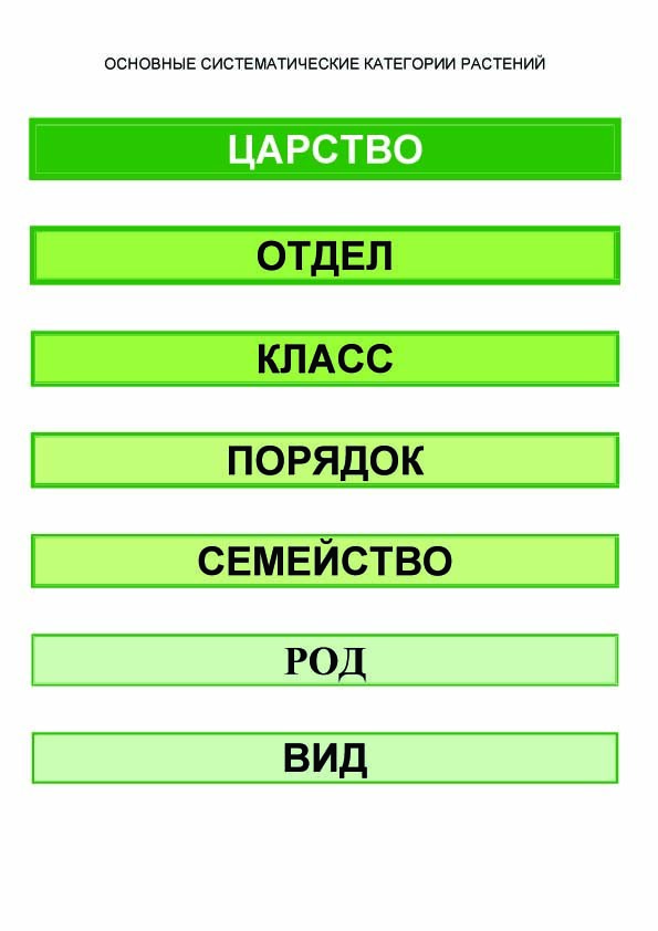 Систематические категории в порядке возрастания