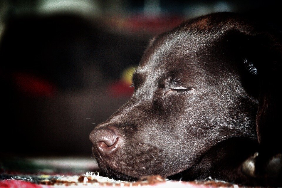  https://cdn.pixabay.com/photo/2015/05/04/20/31/dog-752937_960_720.jpg 