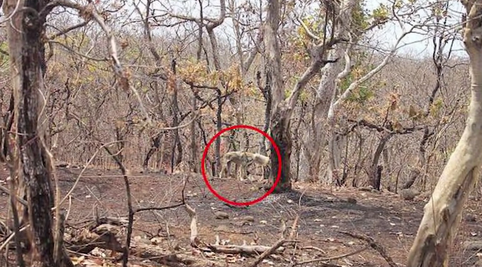 Фото взято из открытого источника.