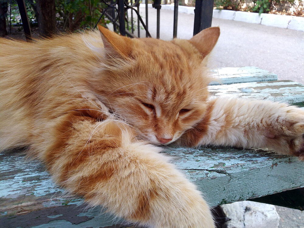 Коты и кошки. Фото мои