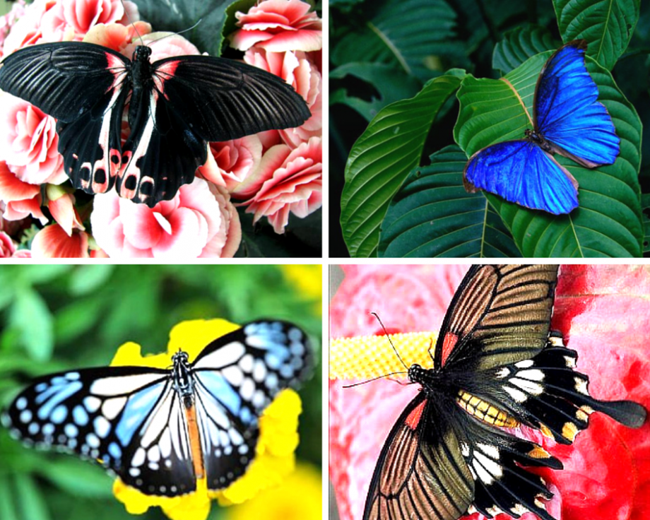 Бабочка какая признаки. Экзотические бабочки. Тропические бабочки. Разнообразие бабочек. Бабочки коллаж.