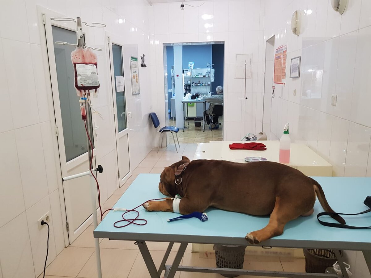 Собака в ветеринарной клинике на переливании крови после укуса клеща