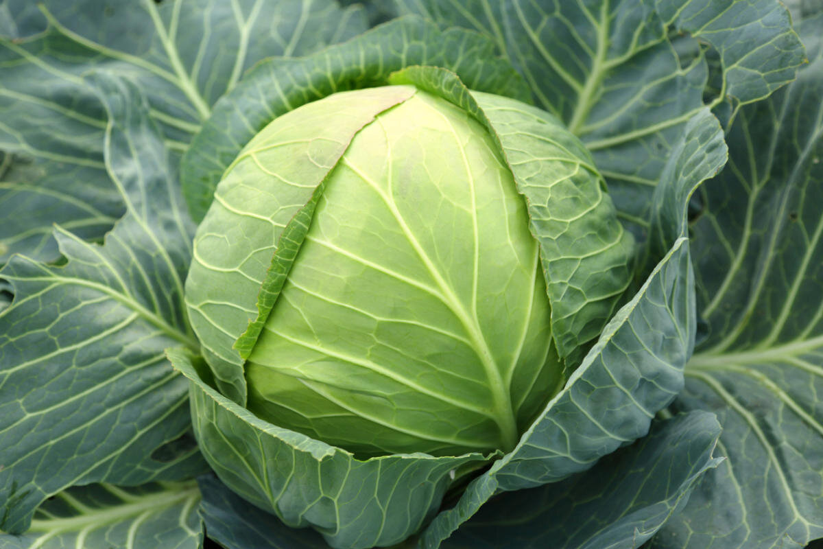Топ продуктов, которые помогают похудеть