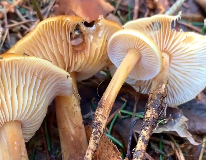 Flammulina velutipes