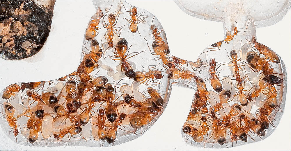 Няньки с яйцами