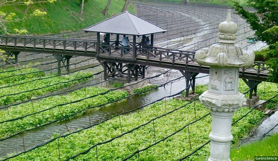 Плантация выращивания васаби