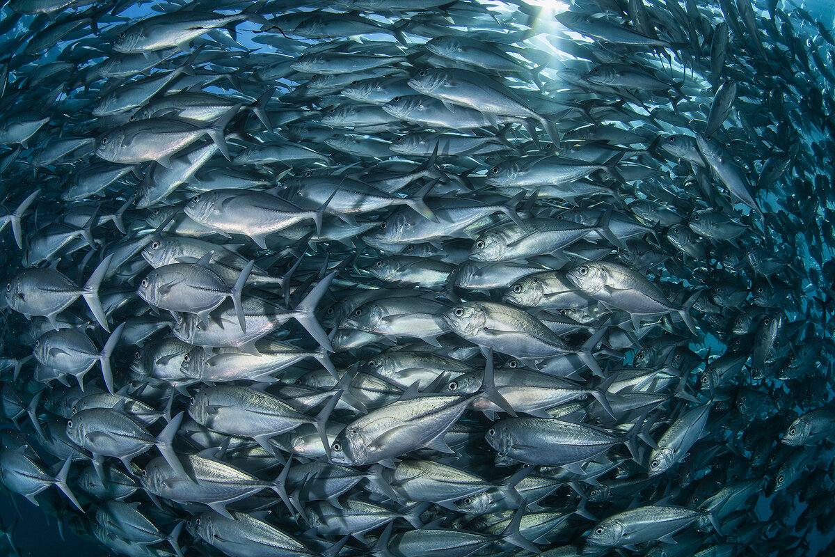 Fish много. Стая рыб. Много рыбы. Стая мелких рыб. Много много рыбы.