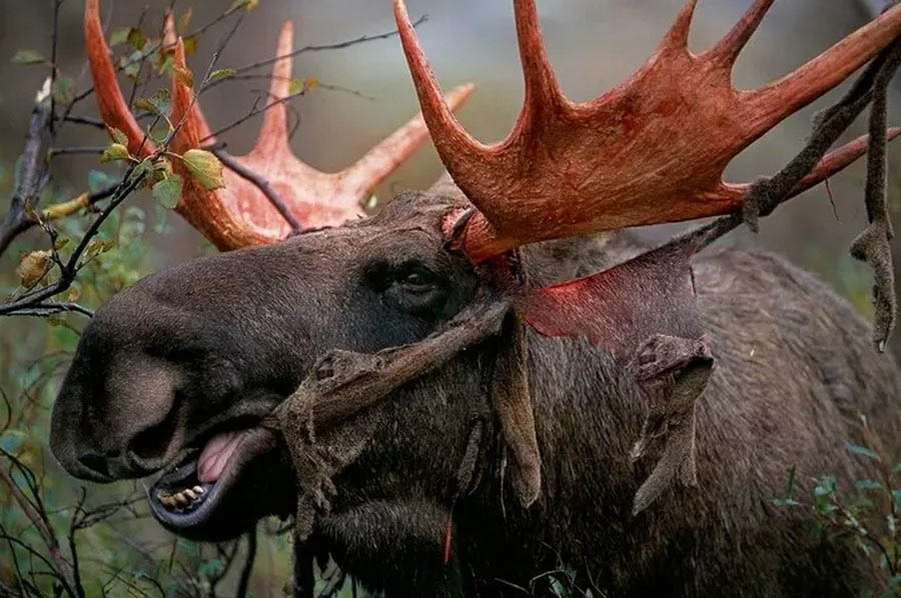 Лось сбрасывает рога видео. Лось сбрасывает рога. рога лося. рогатый лось. рога оленя.