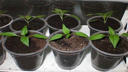 Рассада в стадии двух настоящих листьев