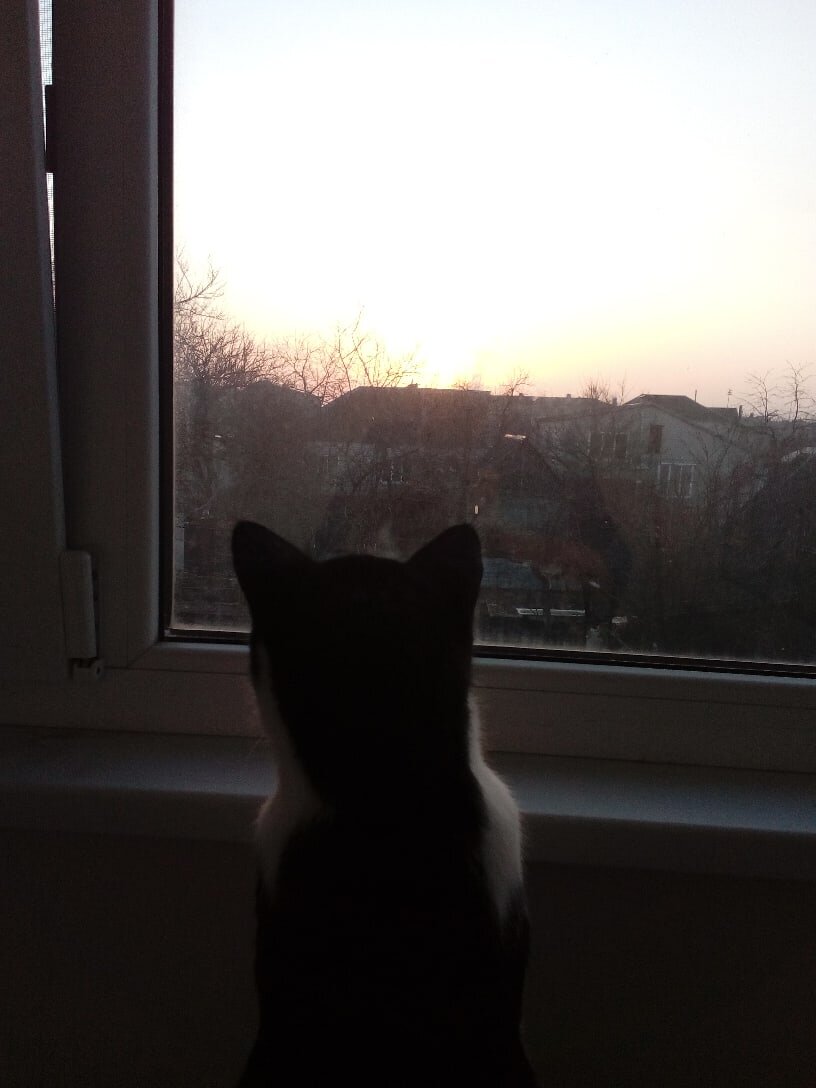 Фото автора.  Котёнок встречает рассвет.