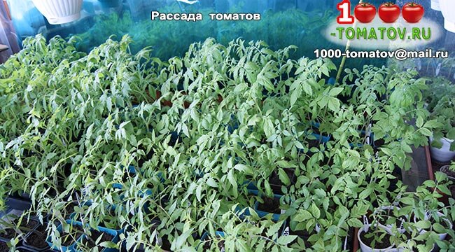 Рассада томатов