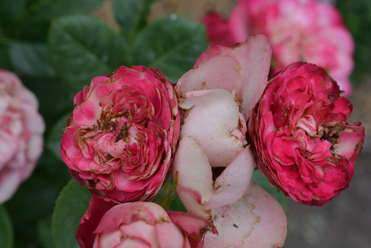 вот что делают взрослые бронзовки и их "коллеги" олёнки с розами(((