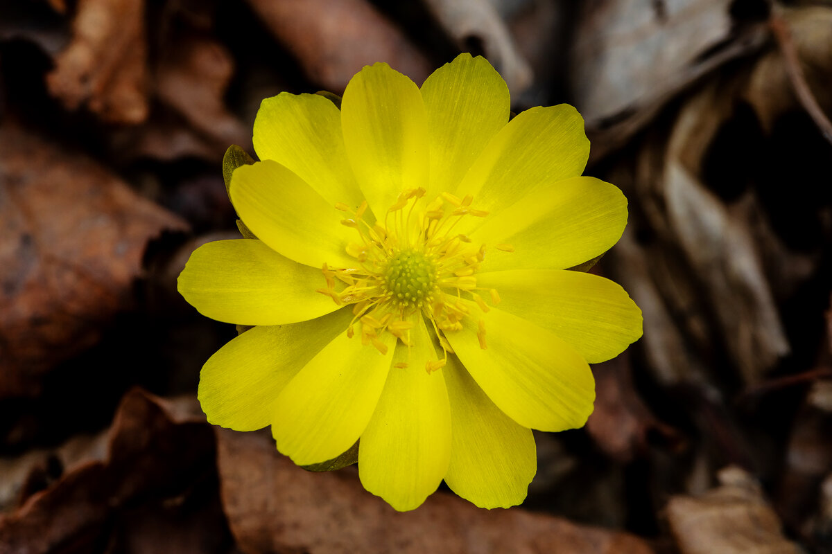 Адонис Амурский Adonis amurensis