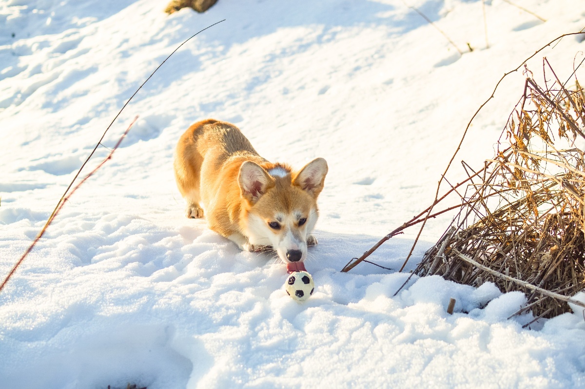 Мой любимый мячик