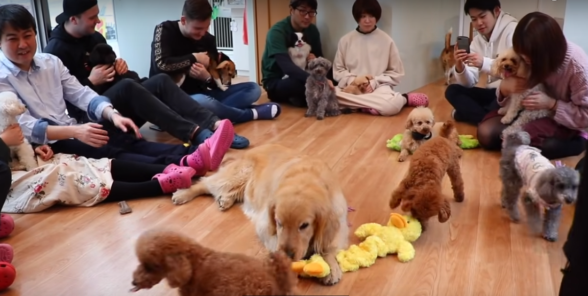 детский сад для собак в Японии