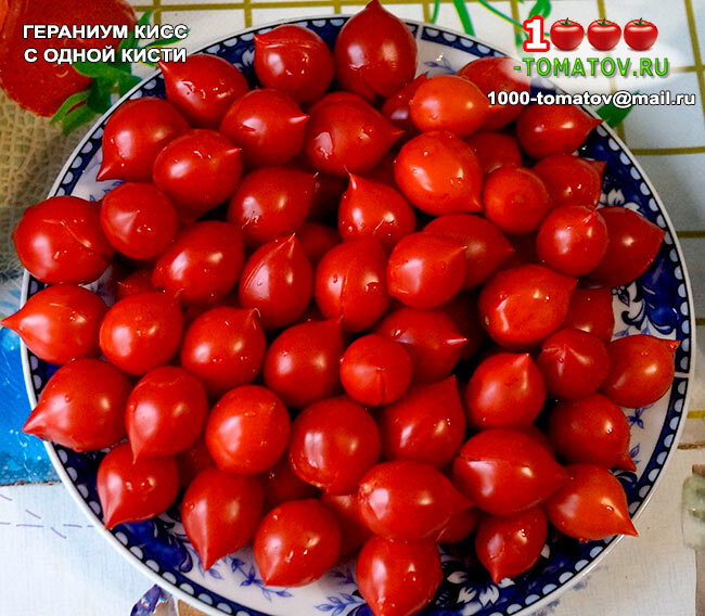 Сорт поцелуй герани фото и описание