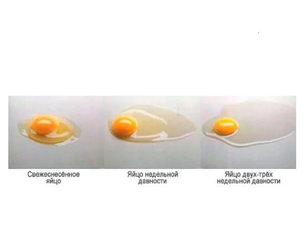 qwkrtezzz.ru: Можно ли есть яйцо, если оно всплыло при варке: ошибаются 90 % людей
