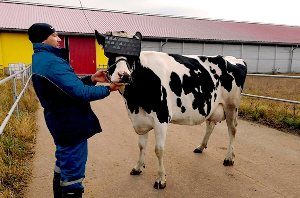 Яндекс.Картинки