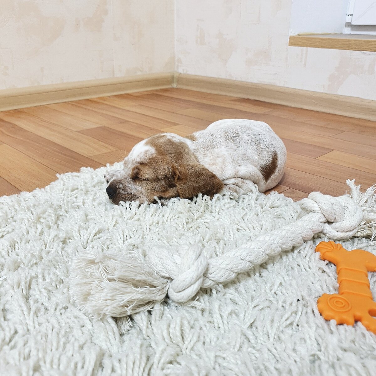 Рокки может уснуть вообще где угодно :)