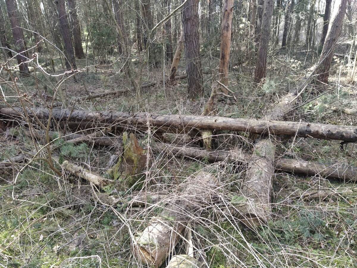 Здесь не ступала нога человека
