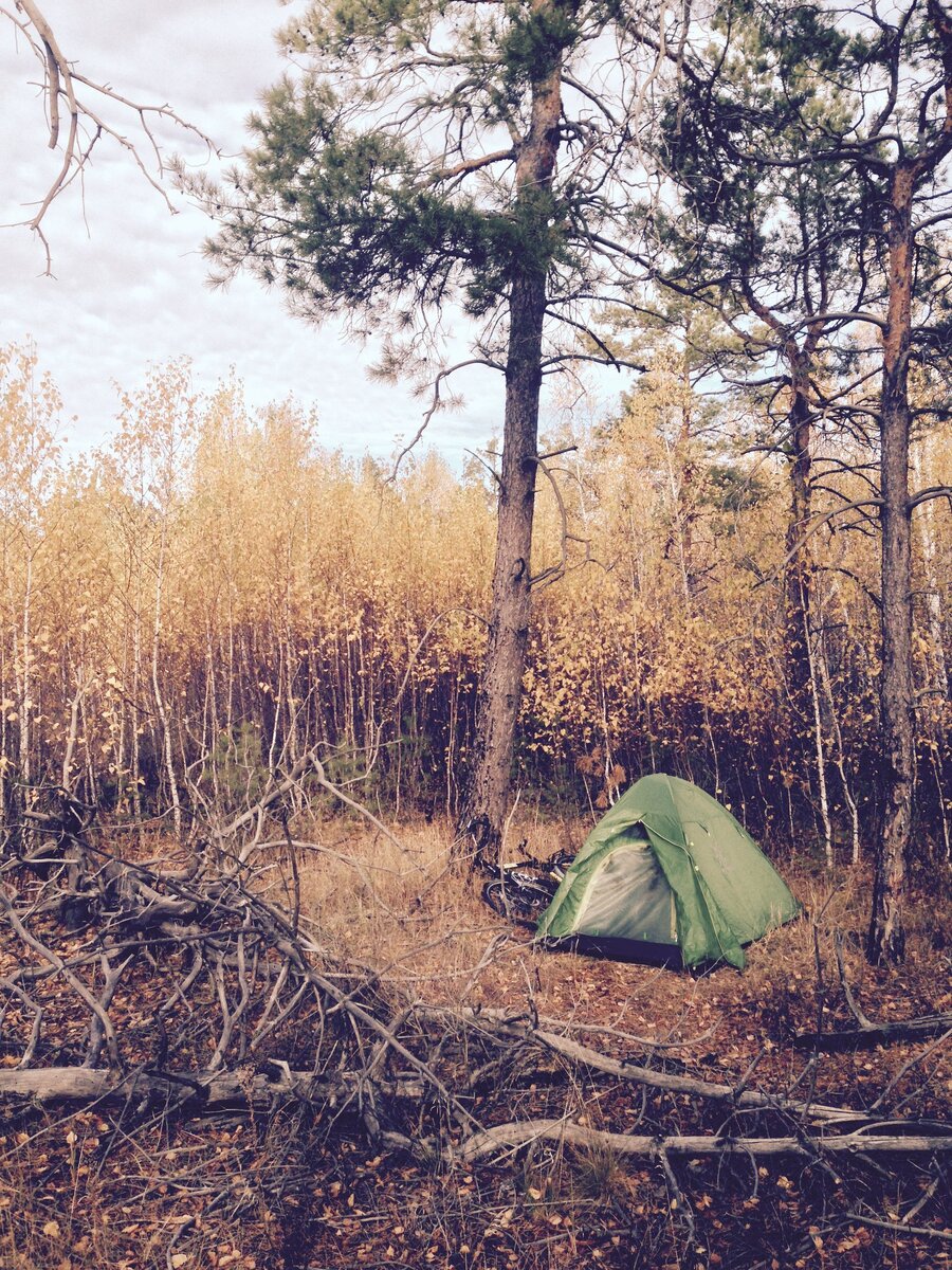 октябрь, 2017. Большой и старый сосновый. Фото из личного архива.