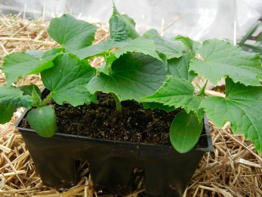 Источник фото: agroflora.ru