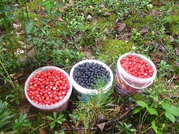 ok.ru/terrasiberica/topic/151373191874692