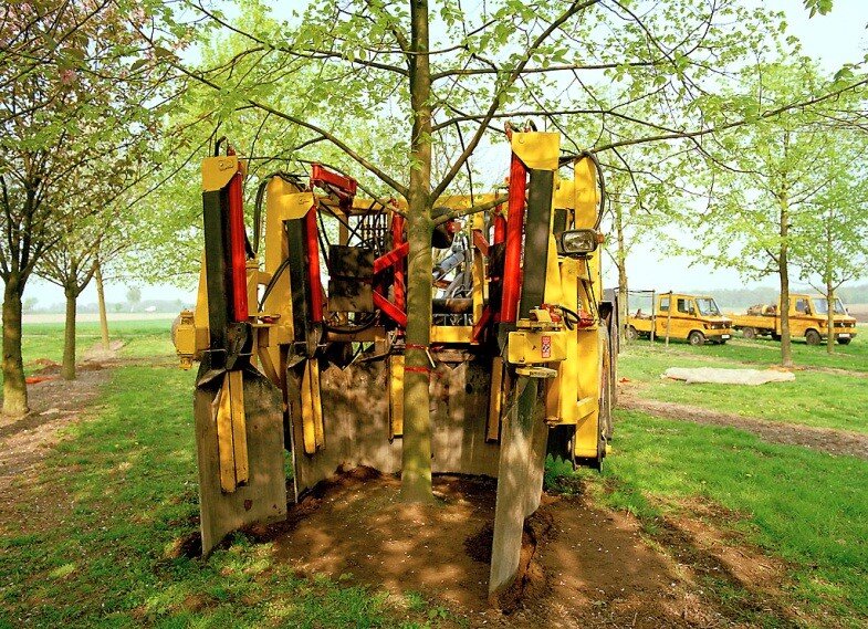 Выкопка дерева для последующей пересадки