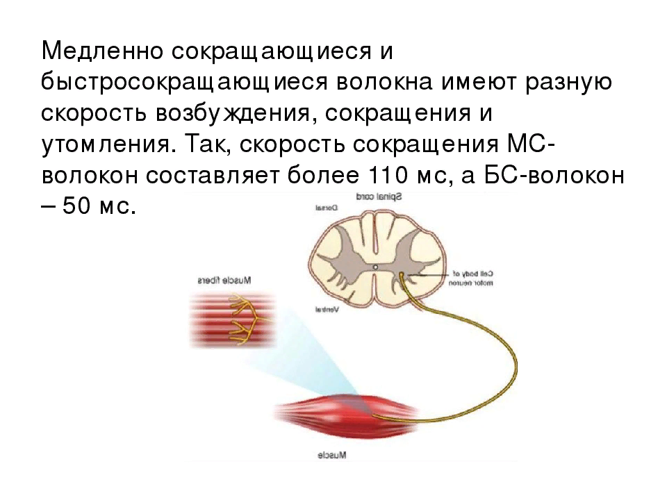 Возбуждение мышцы