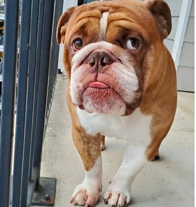 Биг Поппа стал знаменитым по всему миру 