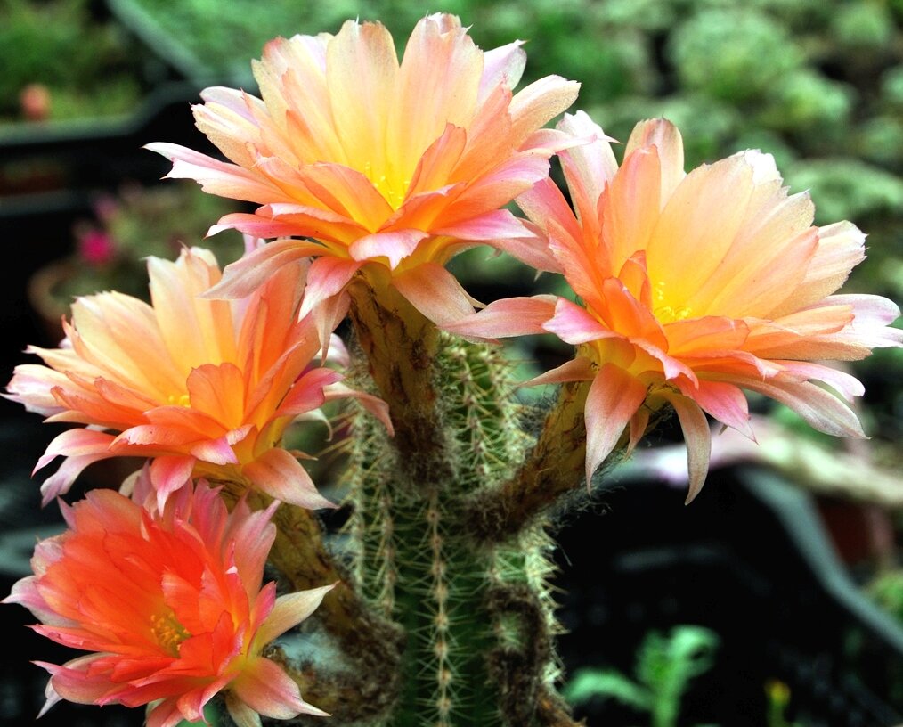 Хамелобивия Шот Скарлет