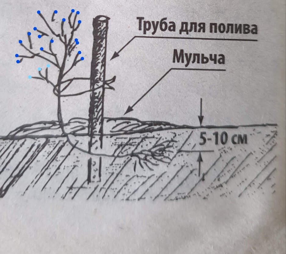 Схема посадки голубики на дачном участке