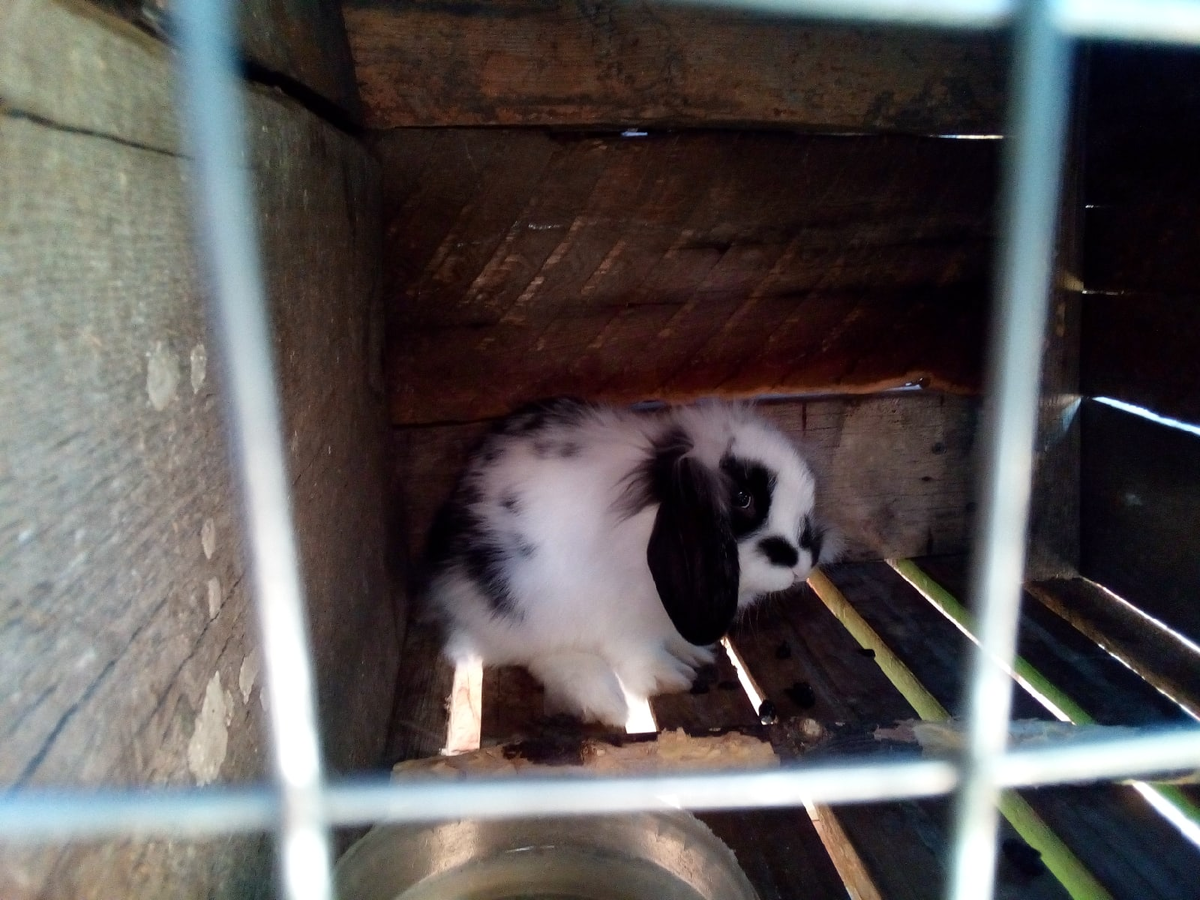 Малыш Далмат, будущий ремонтный самец - баранчик.