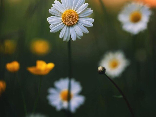 Фортуна улыбается всем, но не всегда одинаково часто. Астрологи назвали пять самых удачливых Знаков Зодиака, которым в июле будет значительно проще, чем другим.