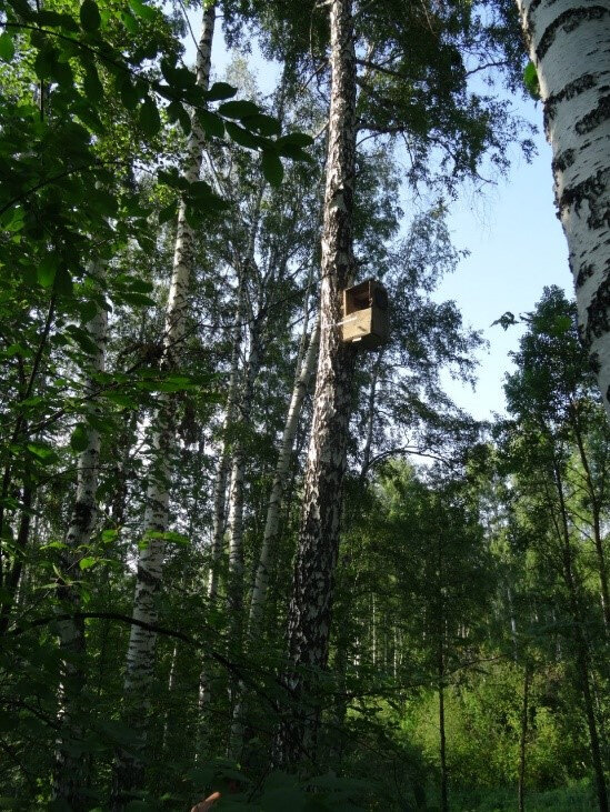 Установленный совятник. Фото из архива группы "Поможем реке Издревая"
