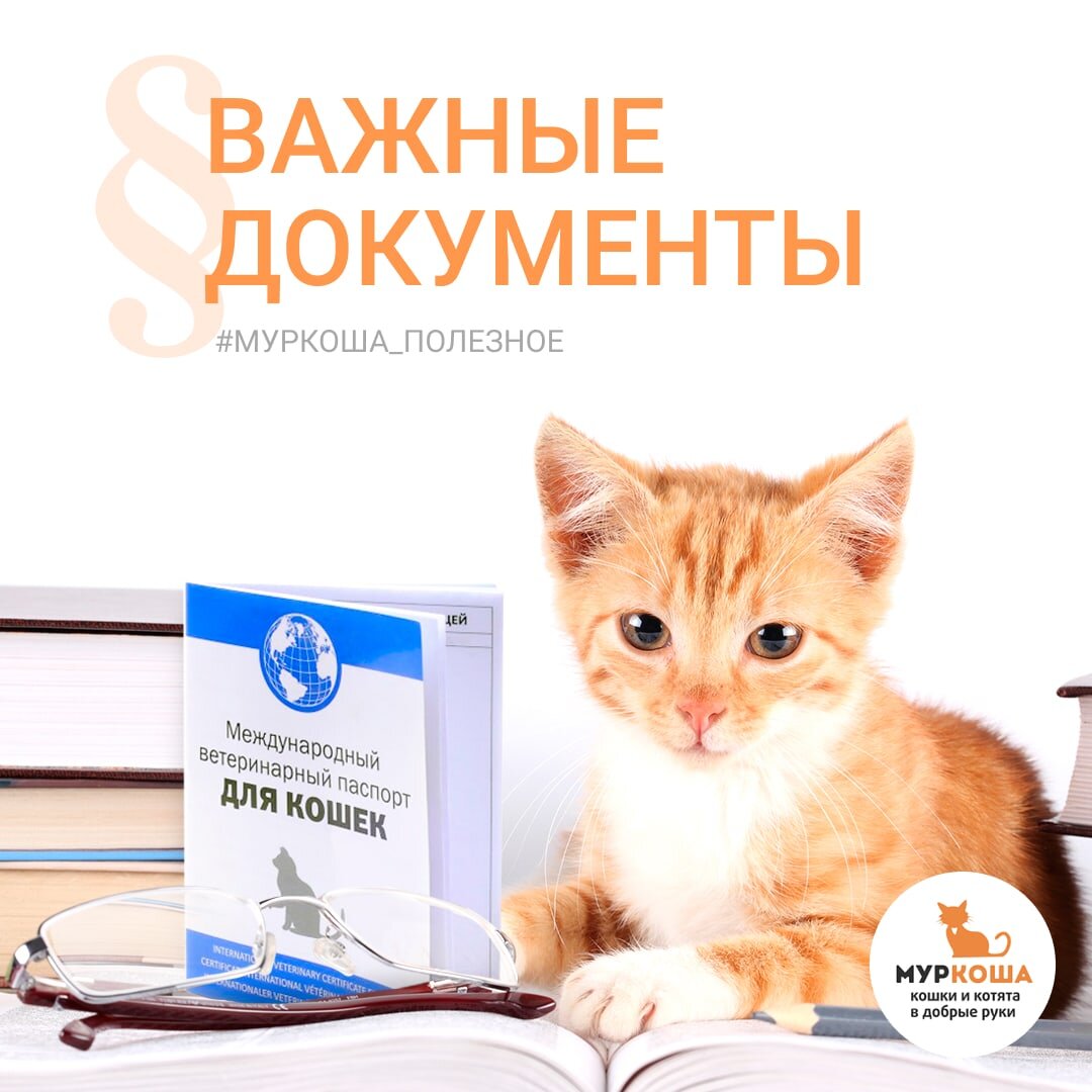 71. ? Усы, лапы, хвост и другие важные кото-документы? | Центр помощи  кошкам «Муркоша» | Дзен