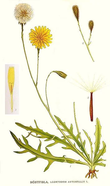 Рисунок из ботанического атласа, сделан между 1917 и 1926 гг. (художник Карл Линдман). Источник https://commons.m.wikimedia.org/wiki/File:37_Leontodon_autumnalis.jpg