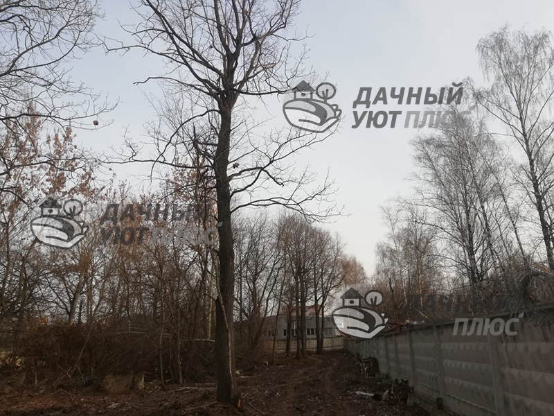 Вид участка перед вырубкой и валкой деревьев