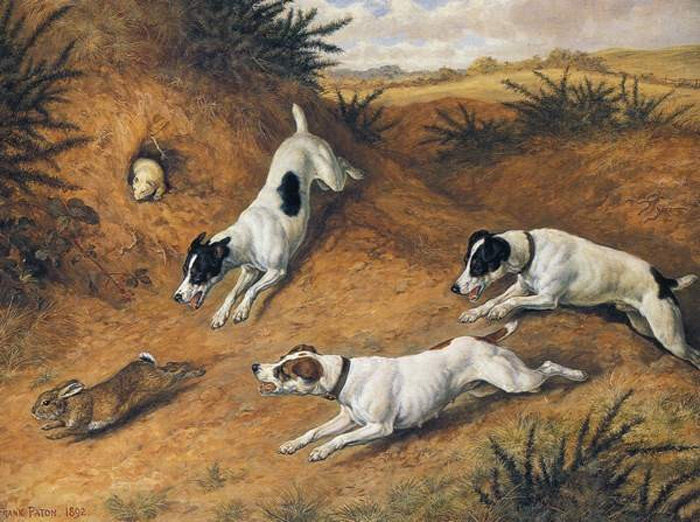 джек рассел. джек-рассел-терьер на охоте. джек рассел терьер охотится. джек рассел терьер охотничья. джек рассел охотничья собака.